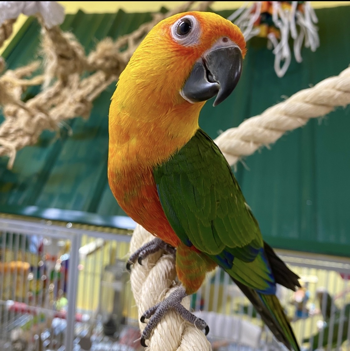 Conure Jandaya